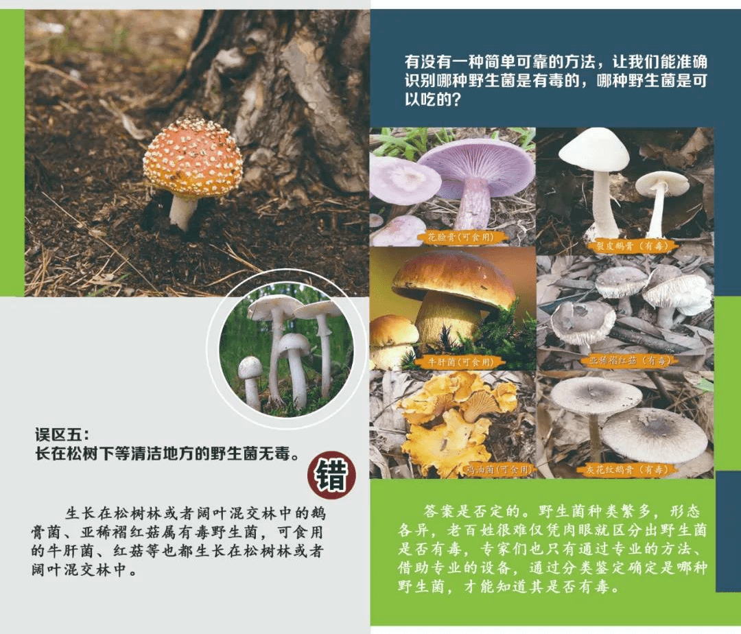 有毒的野生菌分泌物稠浓,呈赤褐色,折断后在空气中氧化而变色;无毒的