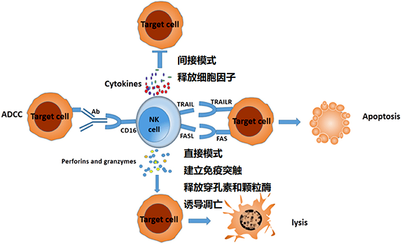 nk细胞不分泌引发crs的主要细胞因子,可以极大地减轻不良反应的风险.