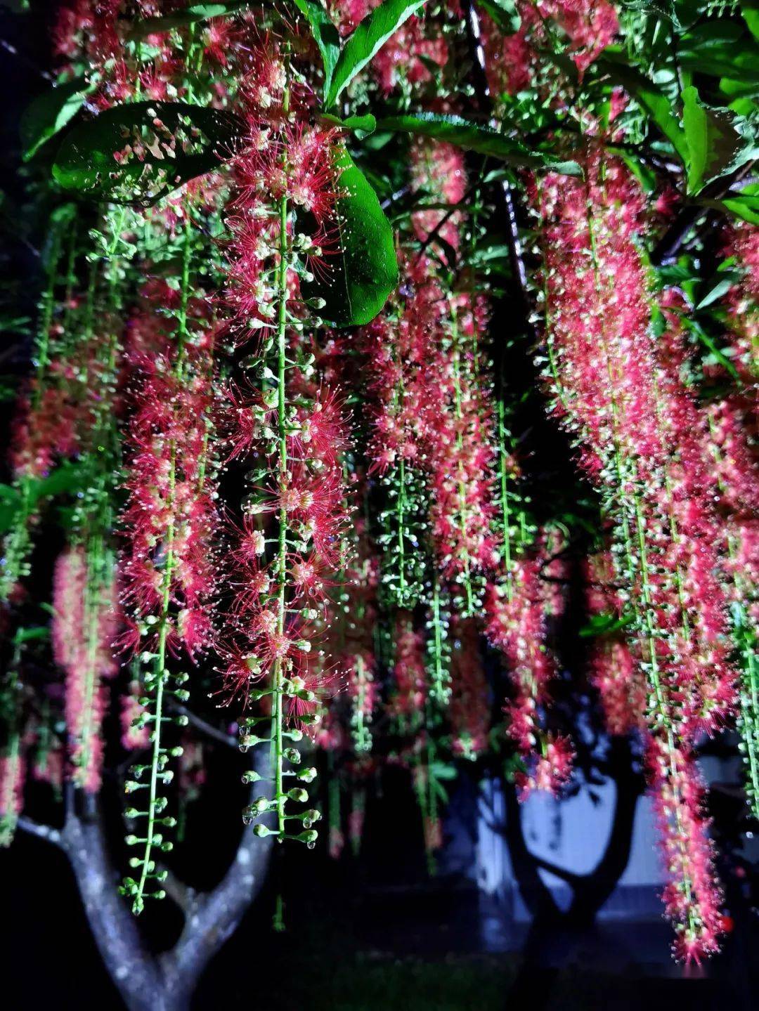 火树红花不夜天