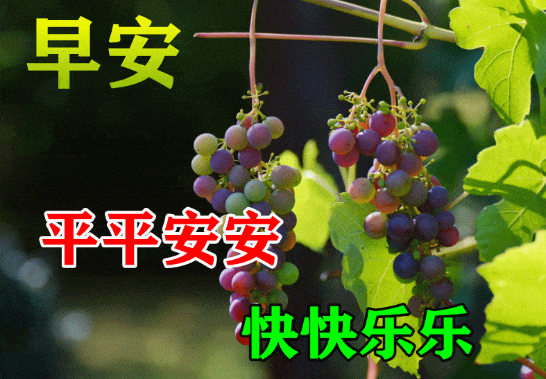 最漂亮早上好动态表情图片大全,早晨好动图美图大全