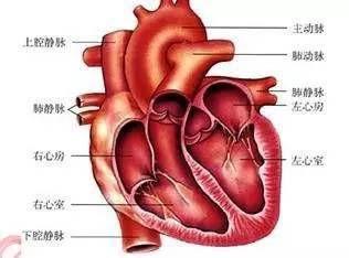 心房→动脉→身体各器官→静脉→心室 1,心脏解剖图一,心脏的结构和