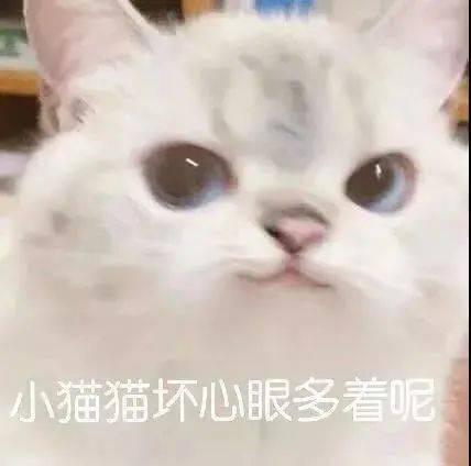 为了养猫赠送十万聘礼?好家伙,奇怪的知识增加了
