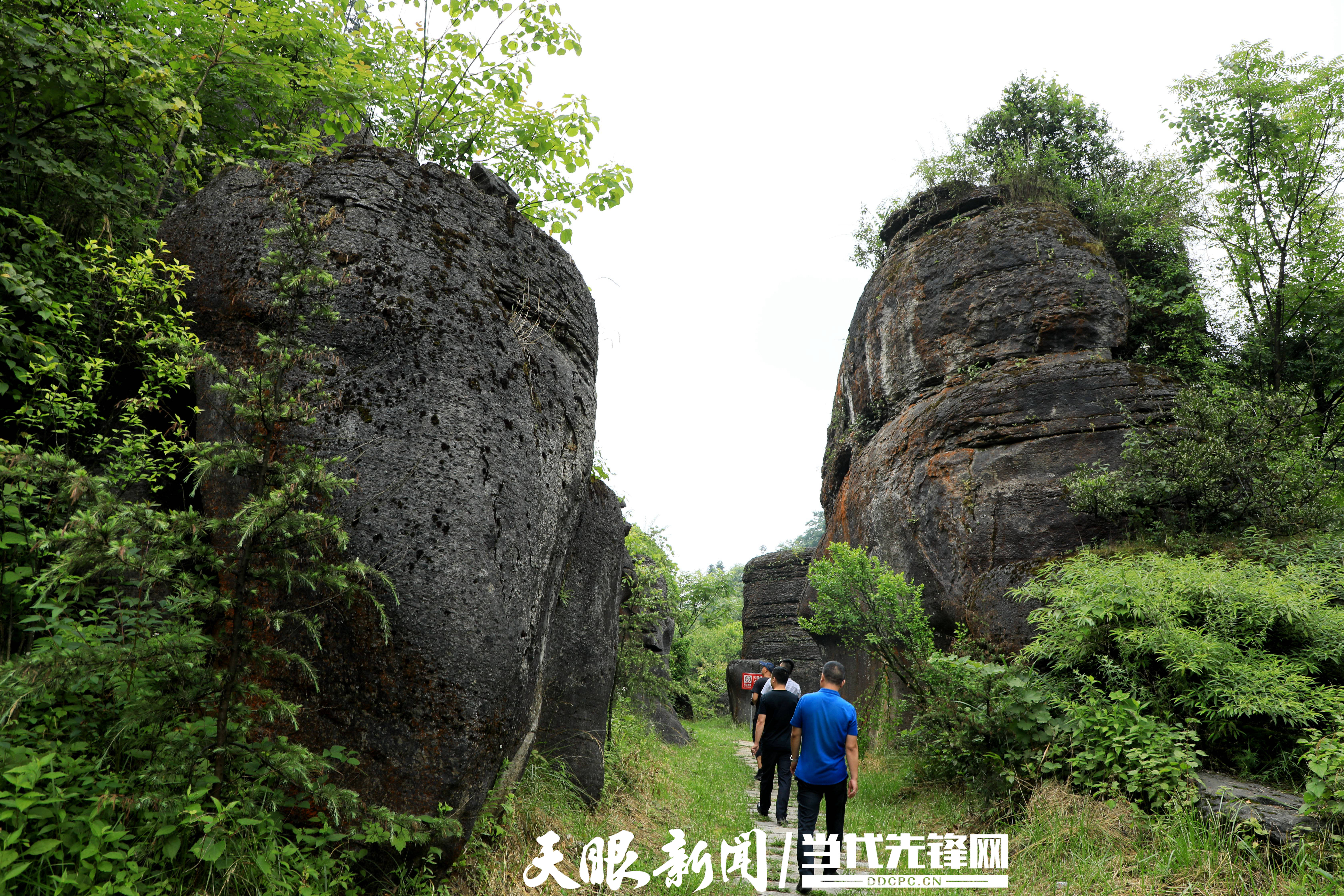 金沙县平坝镇万亩林场遍地生金