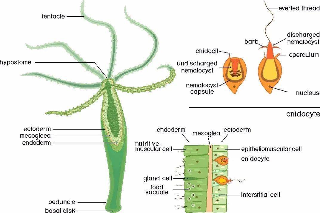 水螅结构示意图