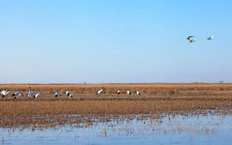 盐城观鸟圣地——丹顶鹤湿地生态旅游区