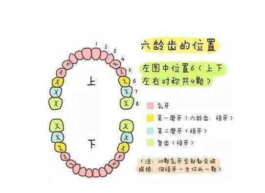 孩子换牙时的第一颗六龄牙很关键,一定要注意!_牙齿