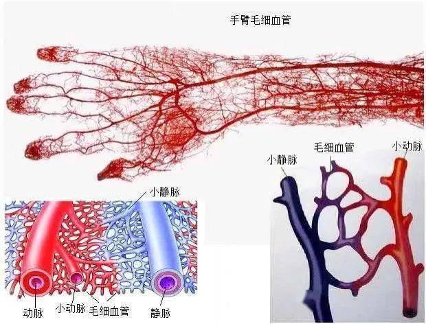 长寿的秘诀-微循环通畅