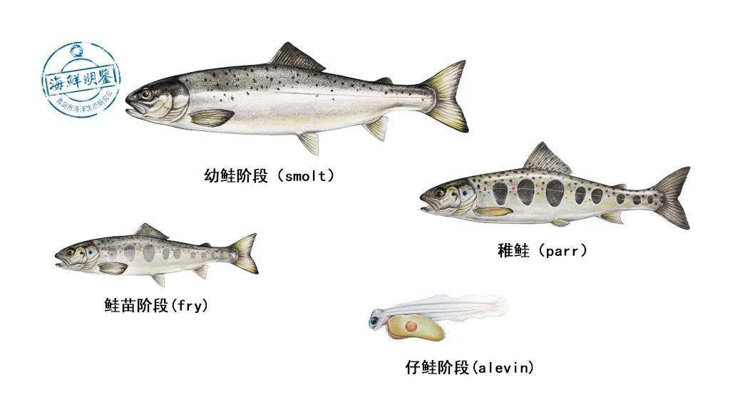 北欧欺诈之神洛基的化身鲑科巨人大西洋鲑鱼