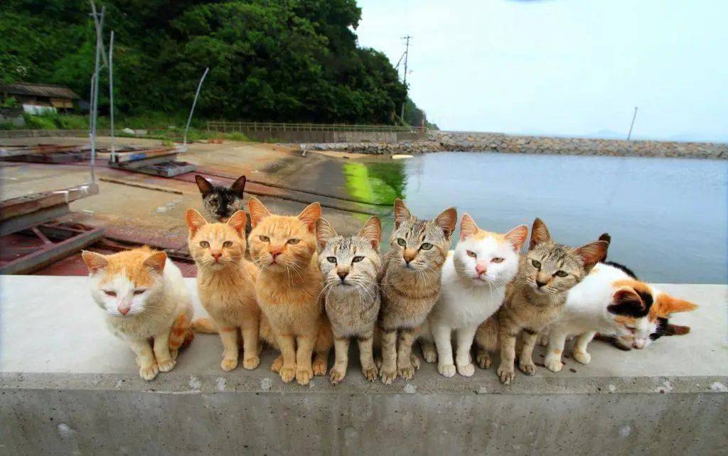 日本"猫岛"投毒事件 | 人心里的孤岛,小到容不下一只猫