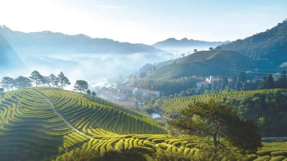 守护绿水青山,打造宜居宜业宜游的美丽新福建.图为武夷山生态茶园.