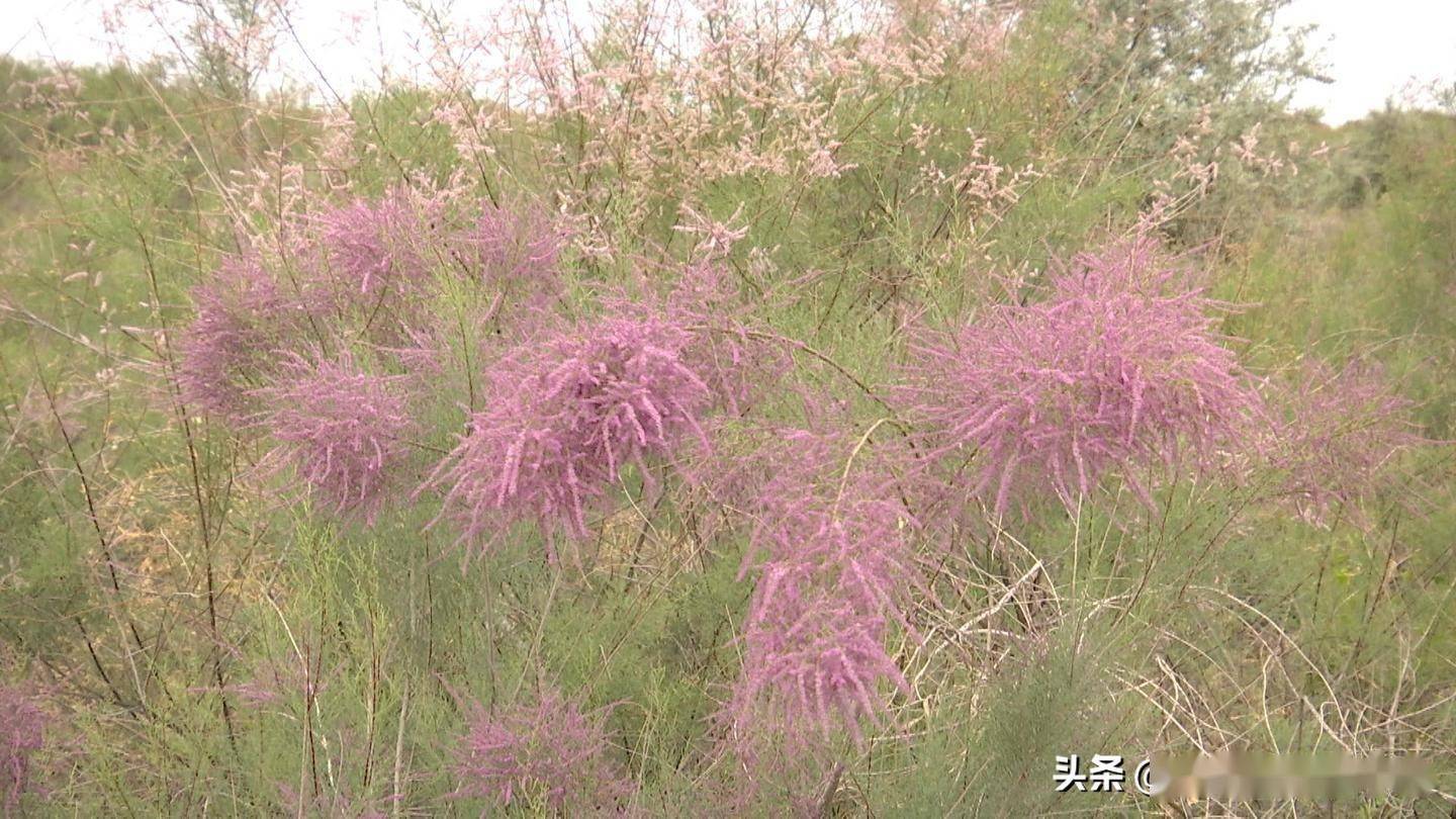 金塔县:红柳花开别样美