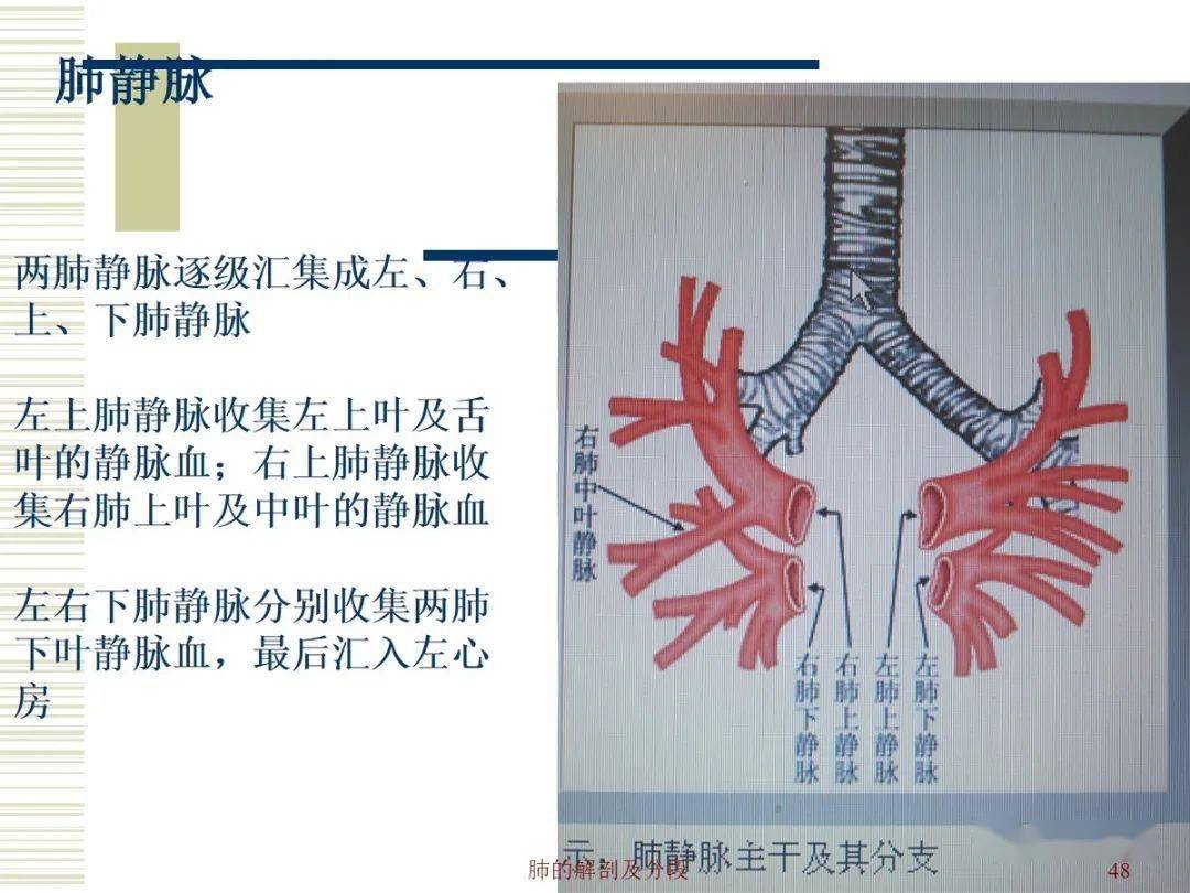 肺部解剖与分段