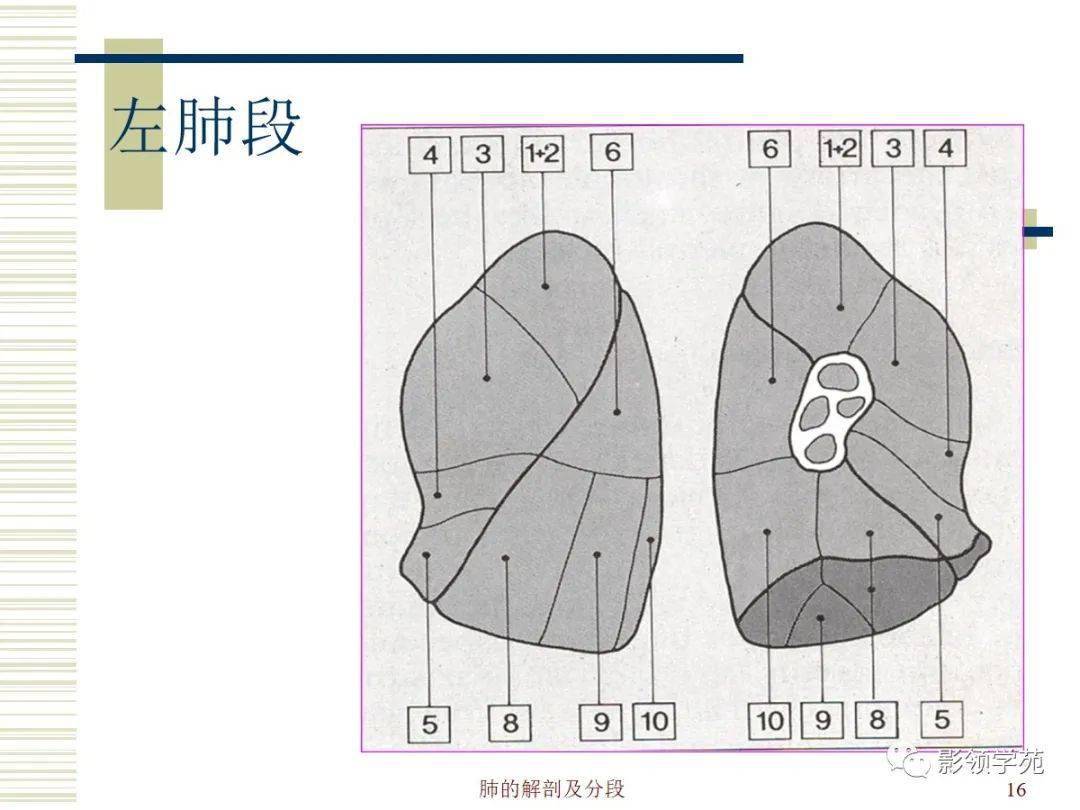 肺部解剖与分段