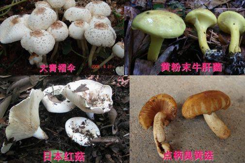 引起中毒的有毒野生菌主要种类:能引起这类症状的毒蘑菇种类已知