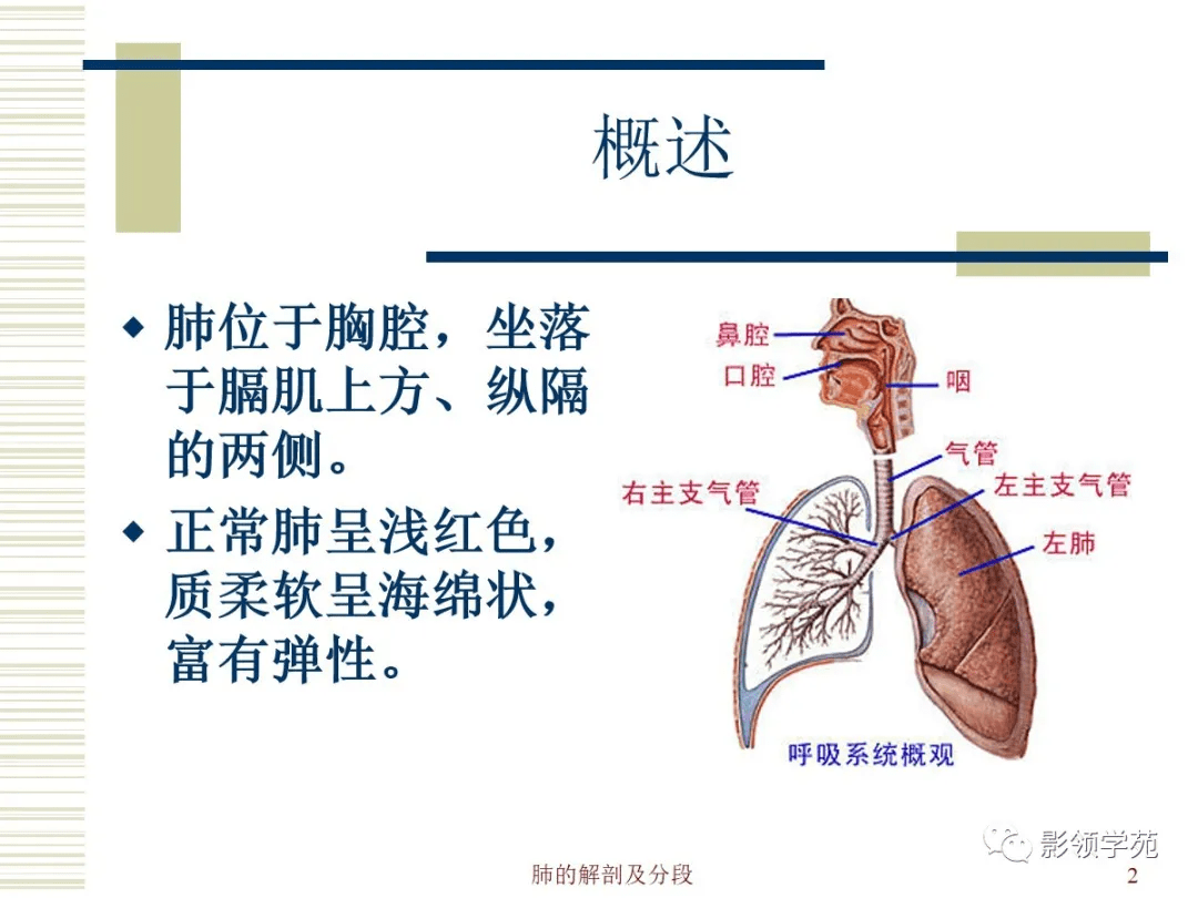 肺部解剖与分段