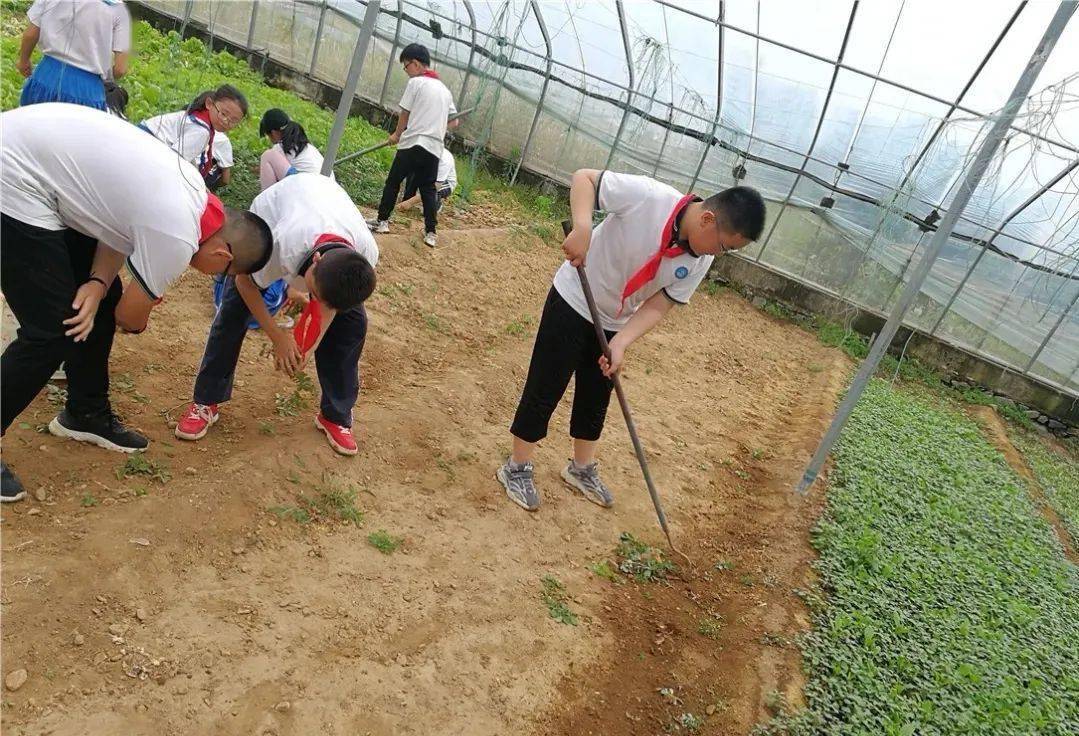 亭口中心小学:带学生种地摘菜 这样的劳动教育谁不喜欢?