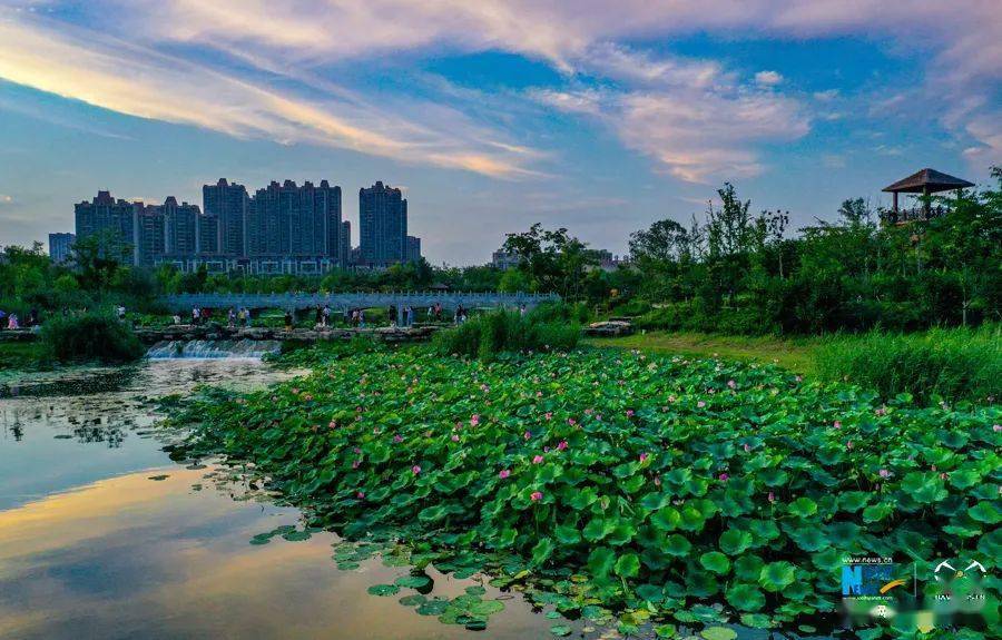 安徽淮北:东湖湿地的盛夏时光 一起欣赏 东湖湿地公园里盛开的荷花