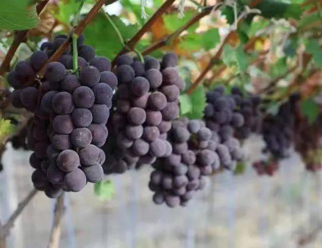甬优1号是王岳鸣培育的,产自鄞州区的葡萄品种,该品种从藤稔葡萄芽变