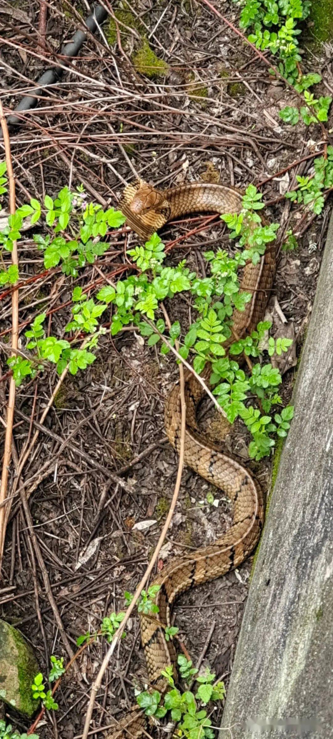 眼镜王蛇(学名:ophiophagus hannah)又称山万蛇,过山峰,大扁颈蛇,大