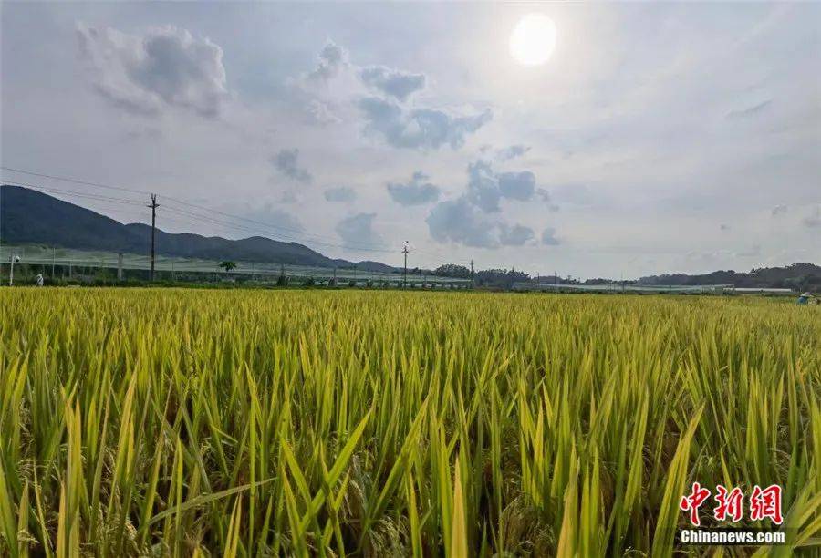 华南农业大学试验田基地弥漫着稻谷的清香.