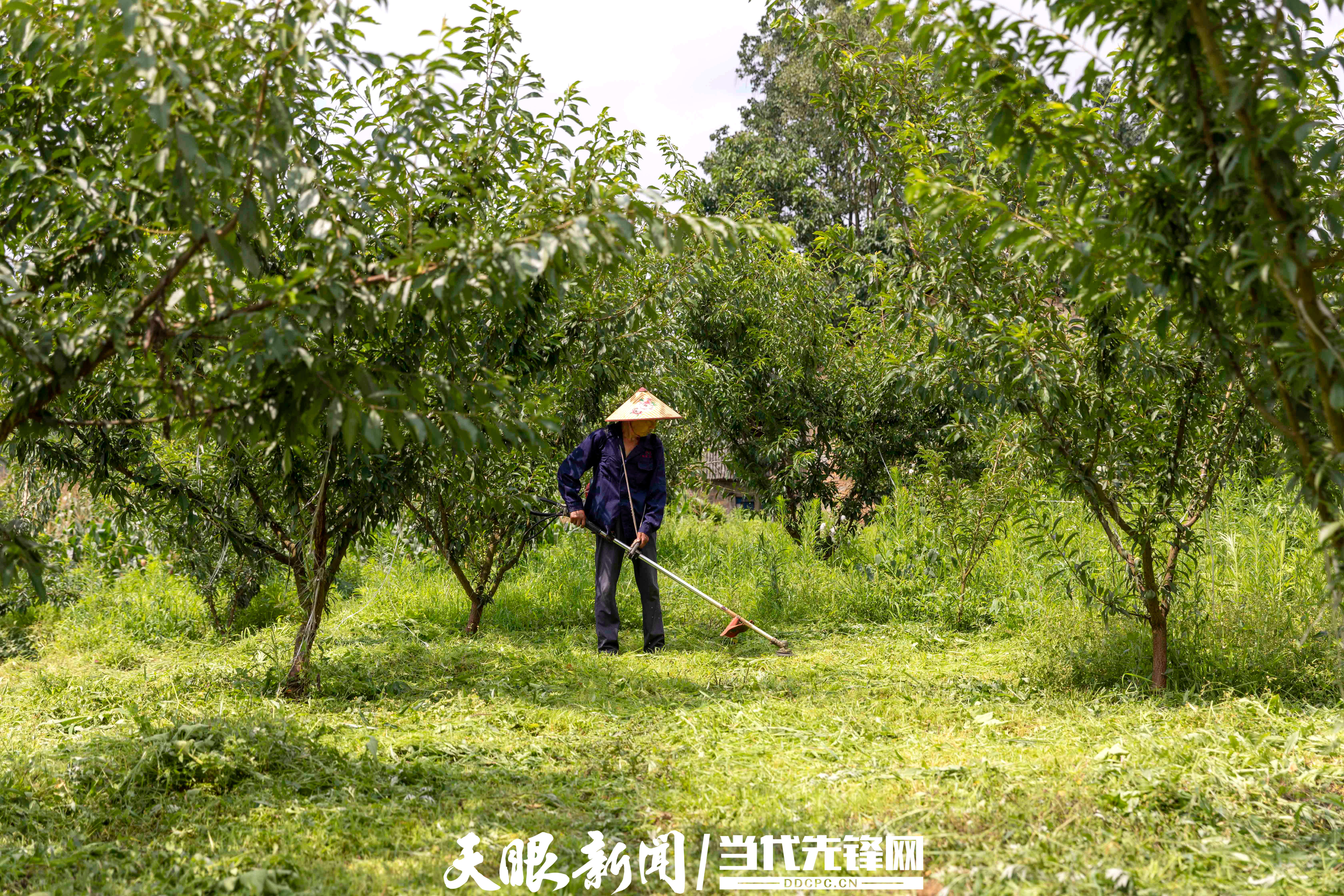 贵州黔西:千亩李园迎丰收