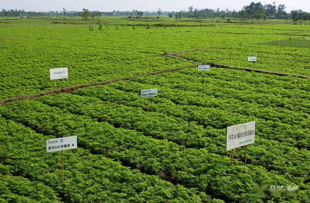 川芎gap标准化种植基地