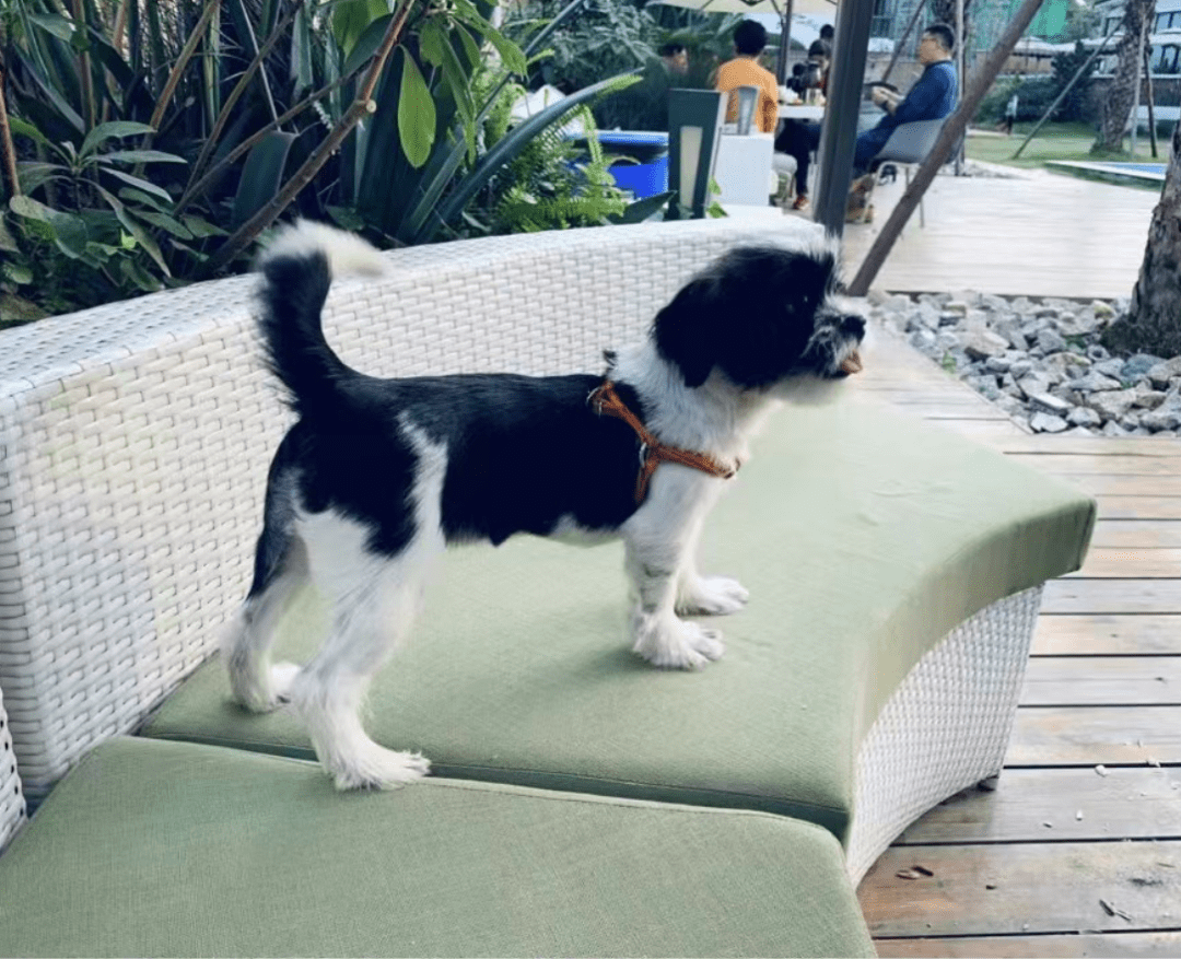 猫狗特征:狗狗是一只妹妹,颜色为黑白色,尾巴末端是白色的,中华田园犬