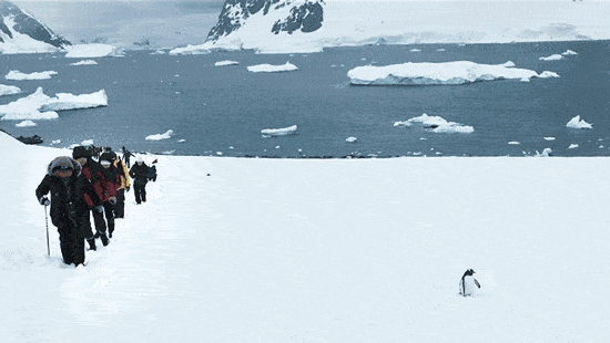 每次见到企鹅或各种野生动物,就眉飞色舞,开心地像个孩子.