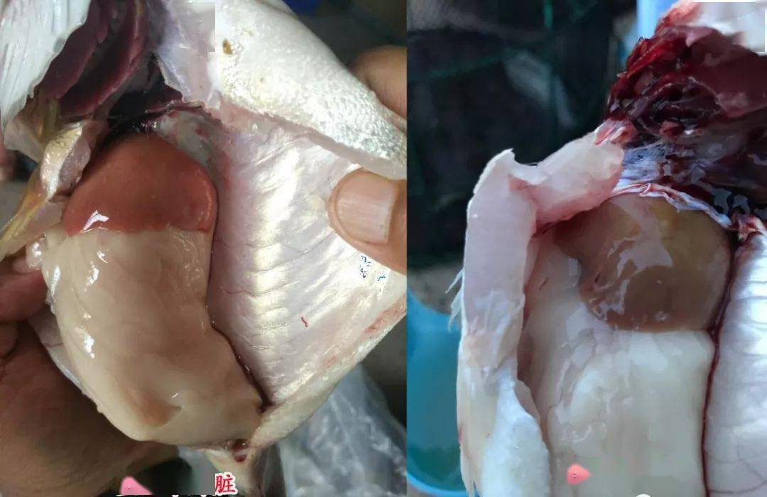 近期各类鱼都高发"肝胆疾病"!试试这么处理,简单有效!
