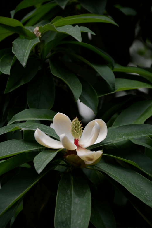 87桂南木莲 manglietia conifera用途:庭园观赏树种,木材供建筑,家具