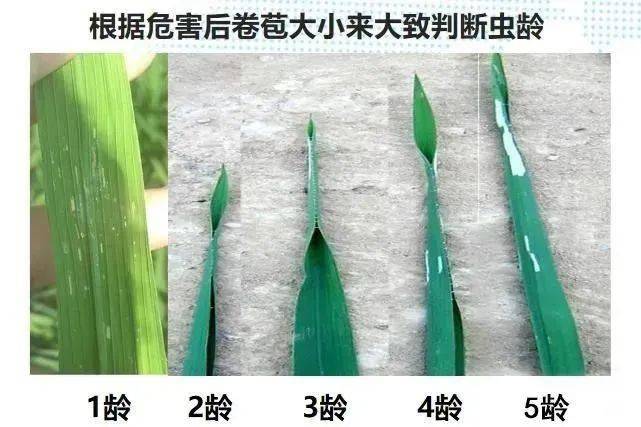抓住时机,用对产品,防好稻纵卷叶螟.