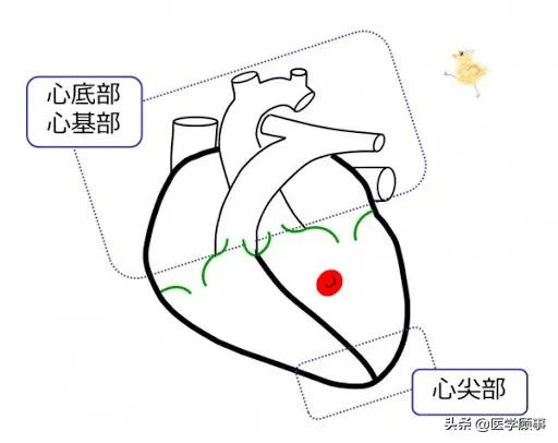 你还在相信心脏是心形的其实心脏是个莫比乌斯环