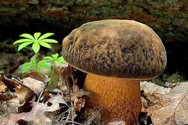生蛆或生虫的蘑菇无毒?