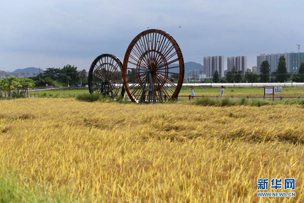 7月14日,在广东省中山市南朗镇左步村,游客在稻田里拍照.