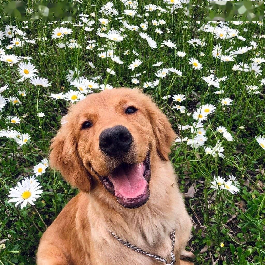 近日,微博网友@亚瑞蒂奥称自己家的金毛犬siri在宠物托运过程中死亡.