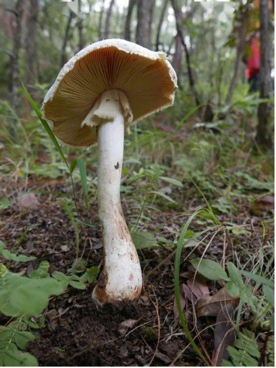 假褐云斑鹅膏拟卵盖鹅膏(鸡蛋菌)急性肾衰竭型中毒主要由鹅膏菌属所