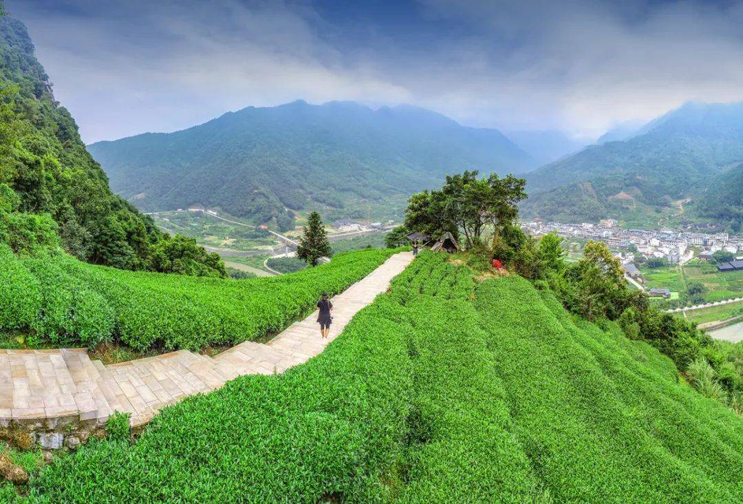 白茶产业和旅游产业这些年,赤溪村因地制宜与太姥山风景名胜区连成线