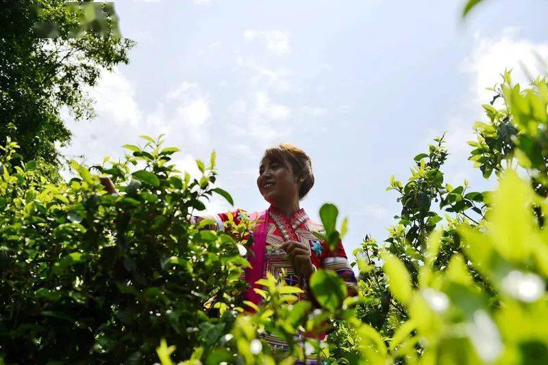 勐海贺开:遇见最美茶园,230余万株古茶树备受"呵护"