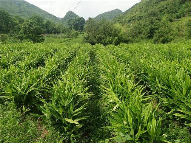 沙沟村种植阳荷长势喜人