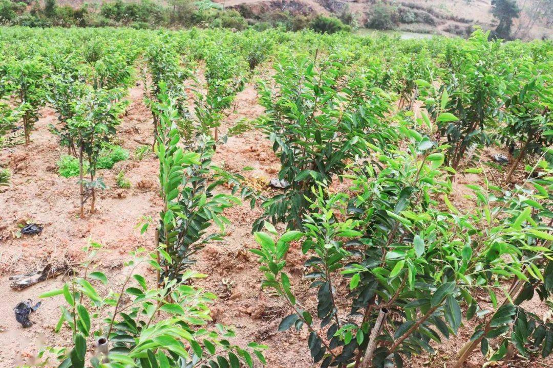 浦北县张黄镇沉香种植示范基地