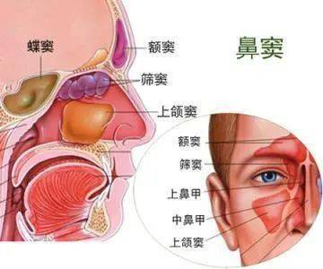 【育儿学堂】反复鼻塞流涕就是"感冒"惹的祸吗?——儿童鼻窦炎