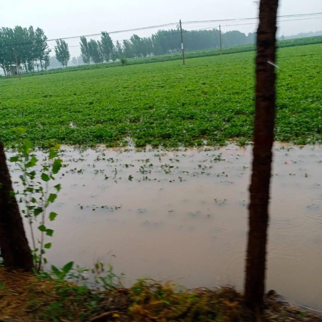 河南特大暴雨致215.2千公顷农作物受灾,农作物受灾后该如何补救?