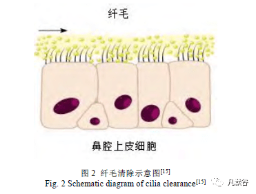 多肽类药物鼻腔给药研究进展_纤毛