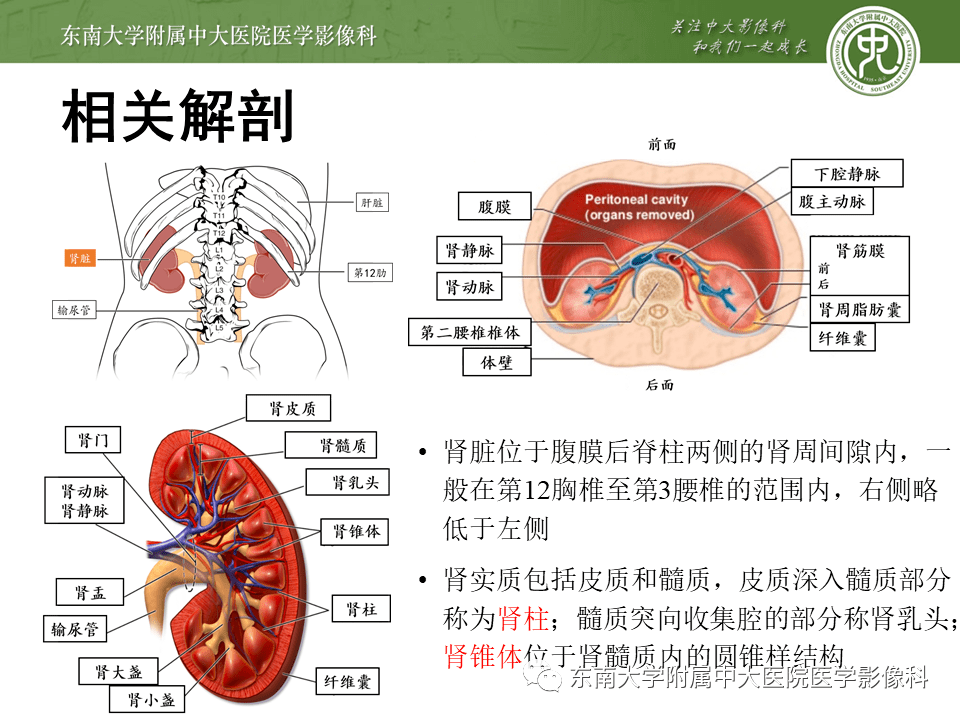 肾脏外伤影像学评估_解剖图