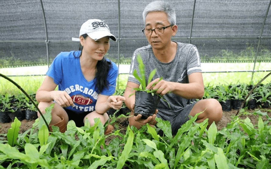 "山苏每公斤售价约70元,每亩地每月可采近20公斤