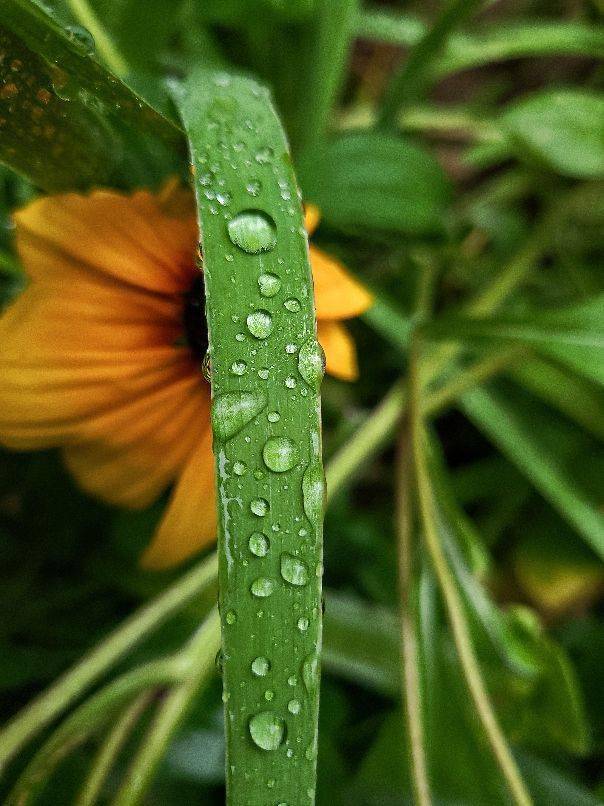 西宁几日的高温后下了一场雨,雨后的空气好新鲜
