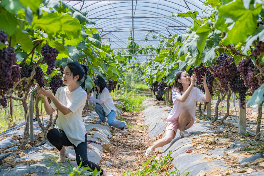 福建|福建德化：葡萄丰收时，“葡”写致富经