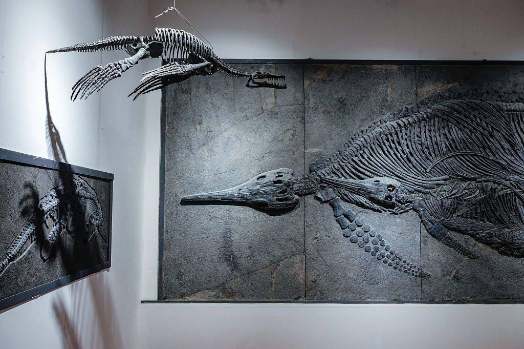 这是一头马门溪龙的化石,在新疆发现,根据对化石的研究判断,其生活在