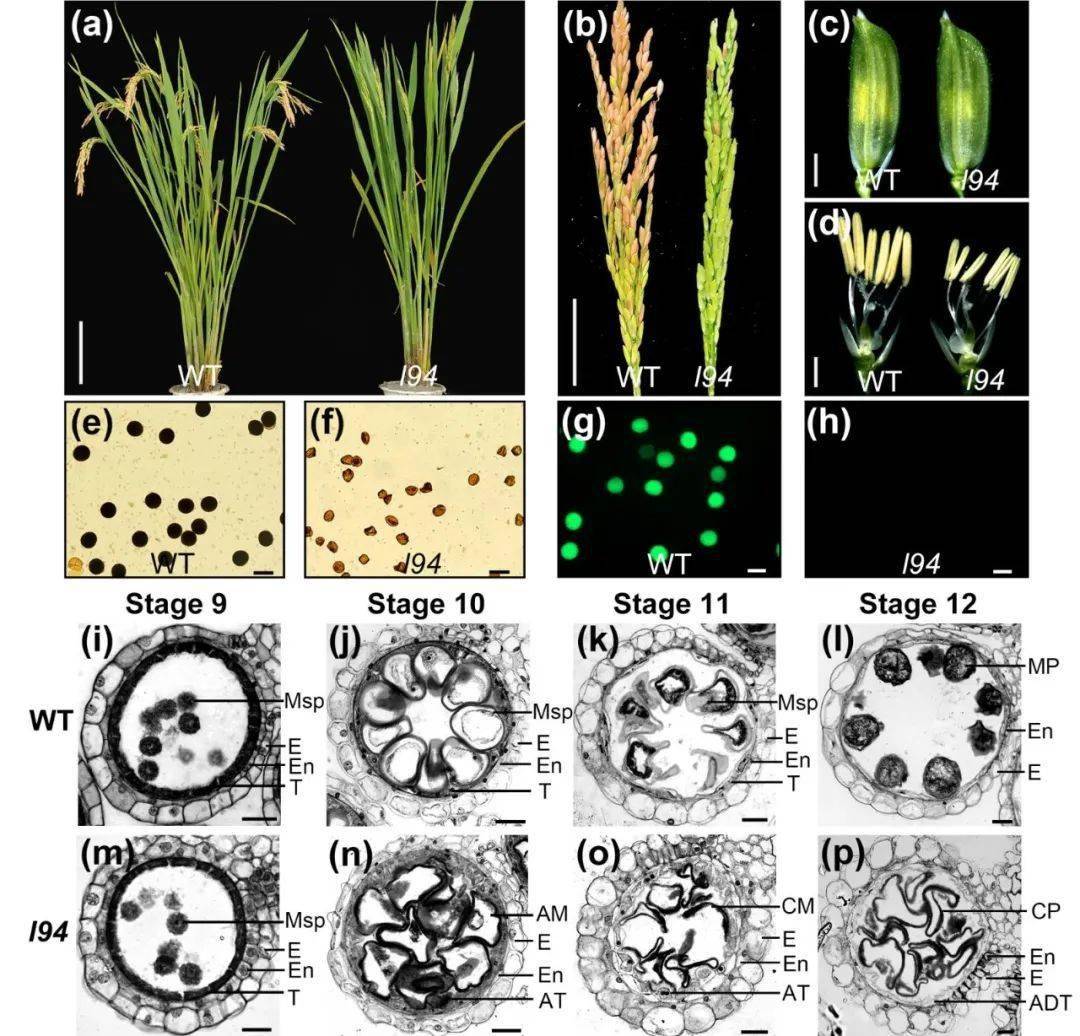 pj | 四川农业大学水稻研究所李双成/李平研究团队揭示eat1-osltpl94
