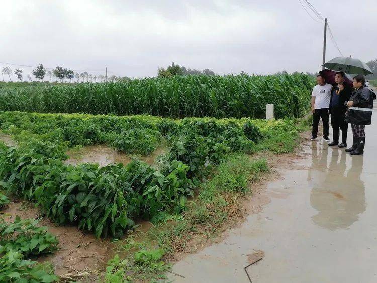 台前县清水河乡:雨水无情人有情,驻村防汛显担当